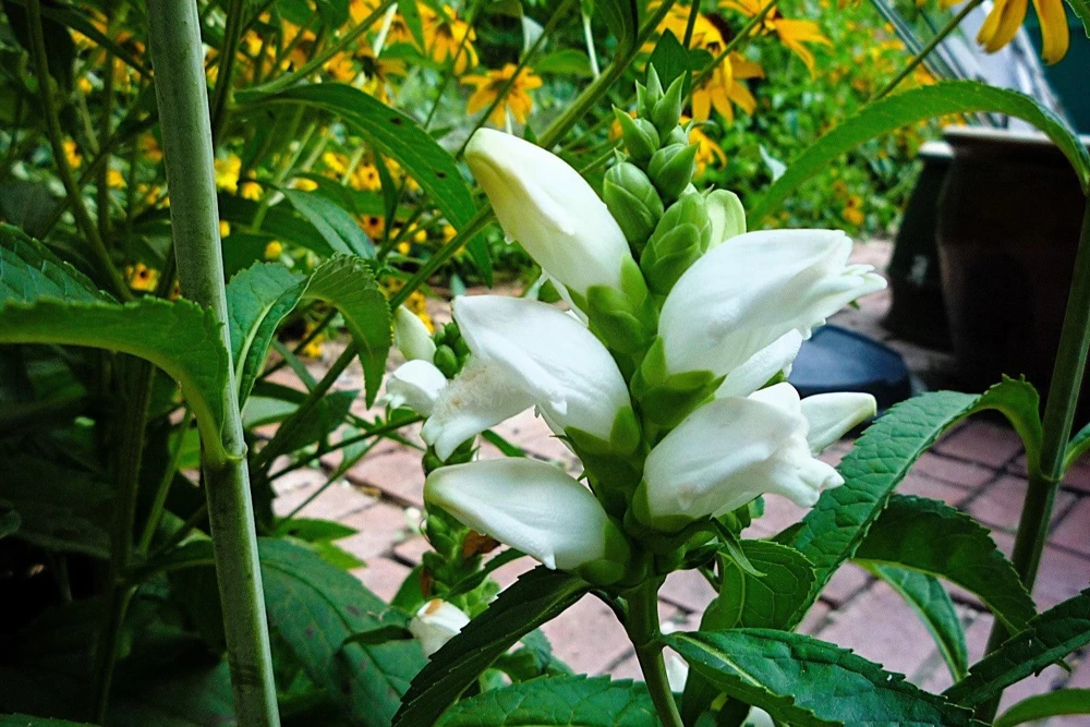 50 White Turtlehead Flower Seeds (Chelone Glabra) - Hardy Perennial - Image 2