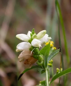 50 White Turtlehead Flower Seeds (Chelone Glabra) - Hardy Perennial - Image 4