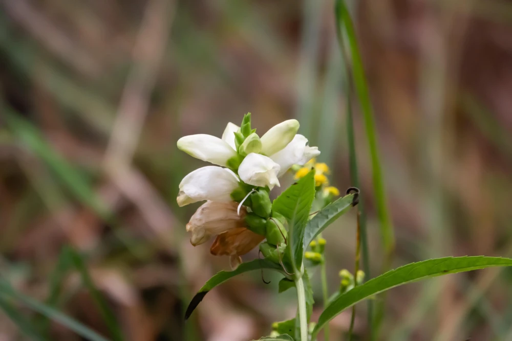50 White Turtlehead Flower Seeds (Chelone Glabra) - Hardy Perennial - Image 4
