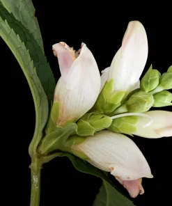 50 White Turtlehead Flower Seeds (Chelone Glabra) - Hardy Perennial - Image 5