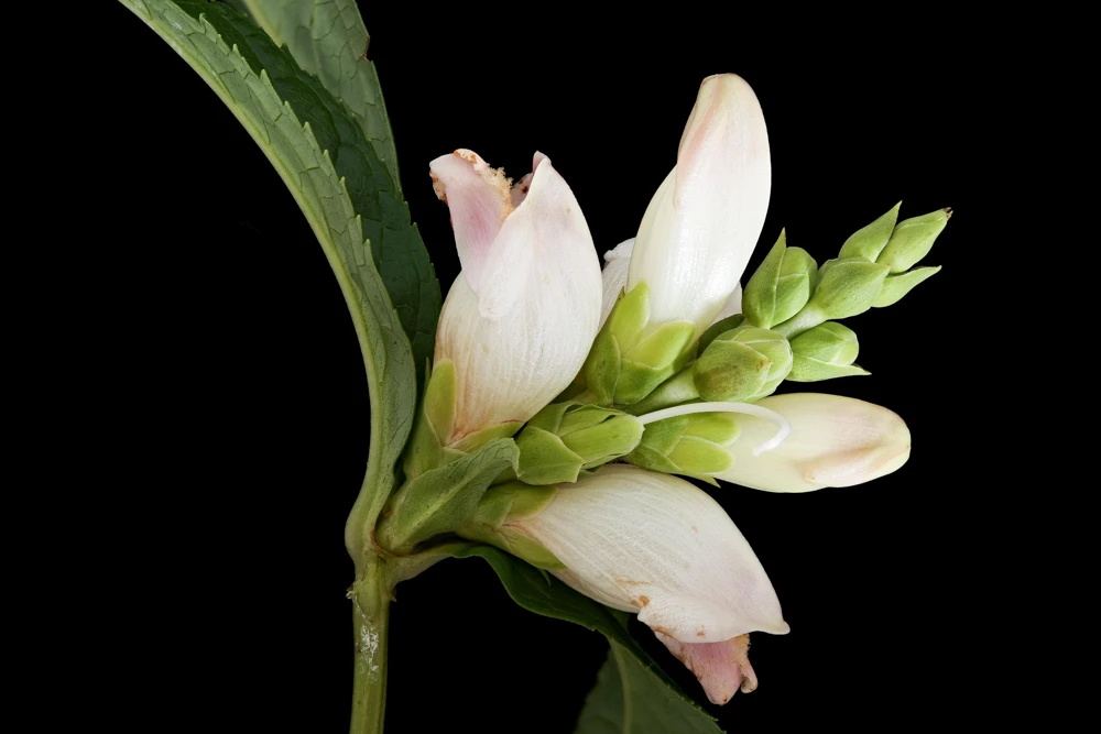 50 White Turtlehead Flower Seeds (Chelone Glabra) - Hardy Perennial - Image 5