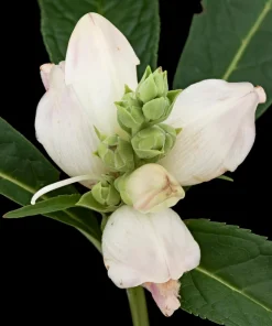 50 White Turtlehead Flower Seeds (Chelone Glabra) - Hardy Perennial - Image 6