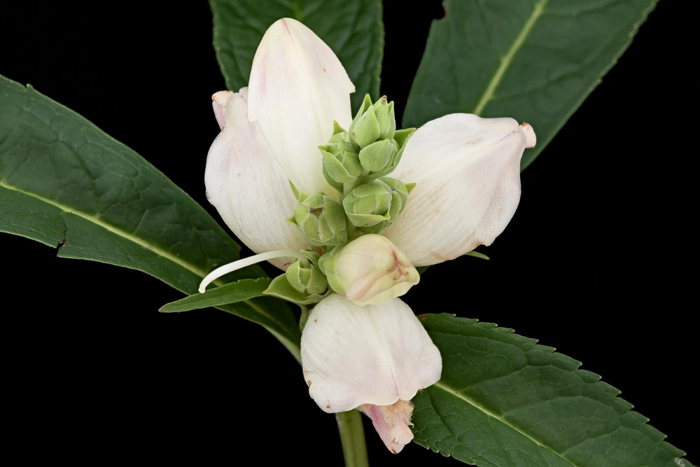 50 White Turtlehead Flower Seeds (Chelone Glabra) - Hardy Perennial - Image 6