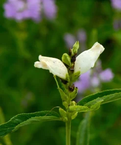 50 White Turtlehead Flower Seeds (Chelone Glabra) - Hardy Perennial - Image 7