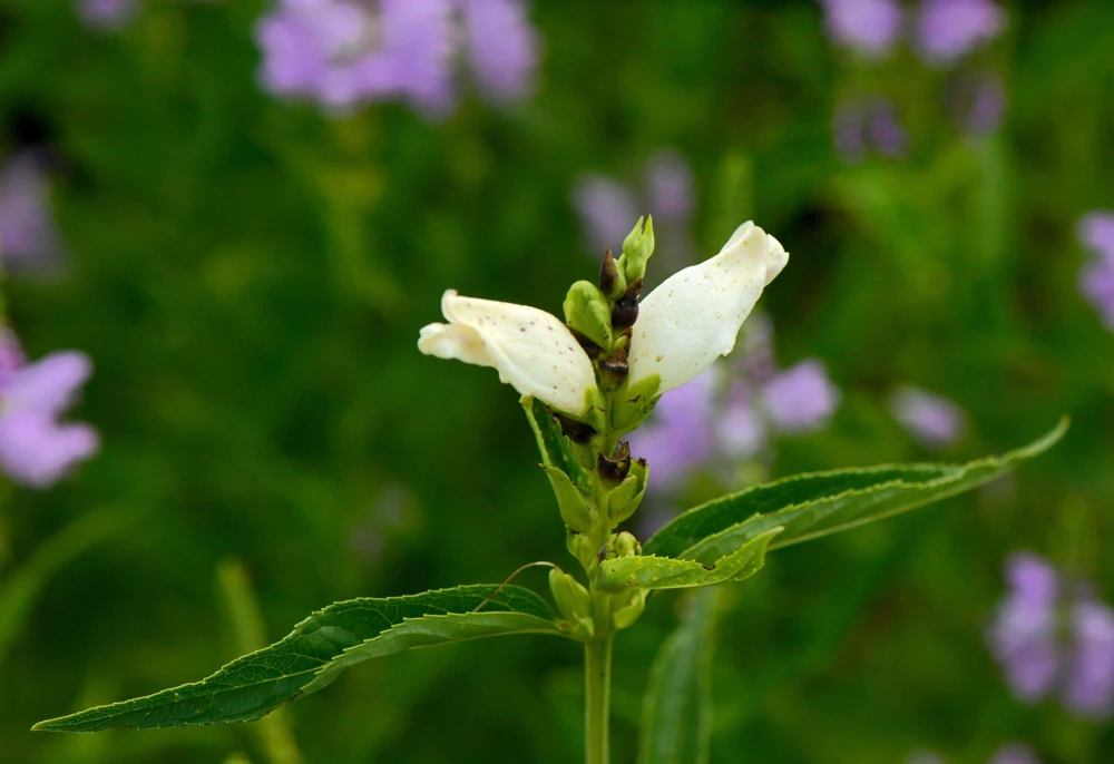50 White Turtlehead Flower Seeds (Chelone Glabra) - Hardy Perennial - Image 7