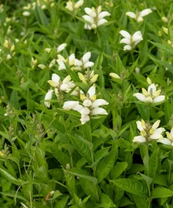 50 White Turtlehead Flower Seeds (Chelone Glabra) - Hardy Perennial - Image 8