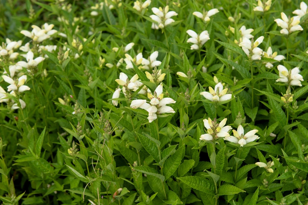 50 White Turtlehead Flower Seeds (Chelone Glabra) - Hardy Perennial - Image 8