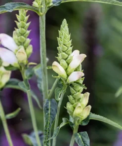50 White Turtlehead Flower Seeds (Chelone Glabra) - Hardy Perennial - Image 9