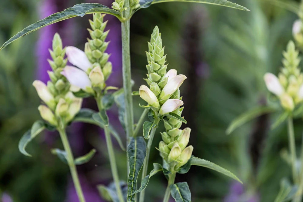 50 White Turtlehead Flower Seeds (Chelone Glabra) - Hardy Perennial - Image 9