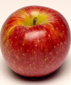 50 Winesap Apple Tree Seeds - Edible Fruit Seeds for Planting - Image 1