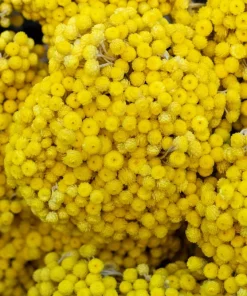 50 Yellow Double Strawflower Seeds - Helichrysum Bracteatum - Everlasting Flower - Image 11