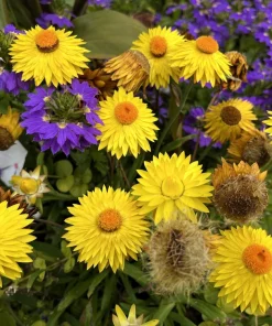 50 Yellow Double Strawflower Seeds - Helichrysum Bracteatum - Everlasting Flower - Image 12