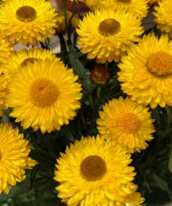 50 Yellow Double Strawflower Seeds - Helichrysum Bracteatum - Everlasting Flower - Image 1