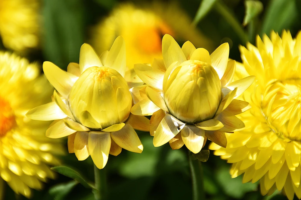 50 Yellow Double Strawflower Seeds - Helichrysum Bracteatum - Everlasting Flower - Image 6