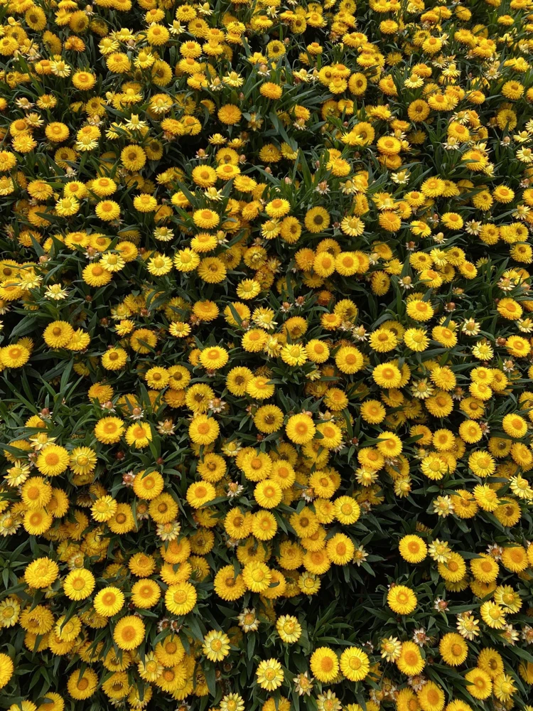 50 Yellow Double Strawflower Seeds - Helichrysum Bracteatum - Everlasting Flower - Image 8