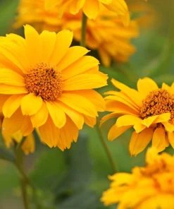 50 Yellow Heliopsis Scabra False Sunflower Seeds - Summer Sun Flower Seeds - Image 2