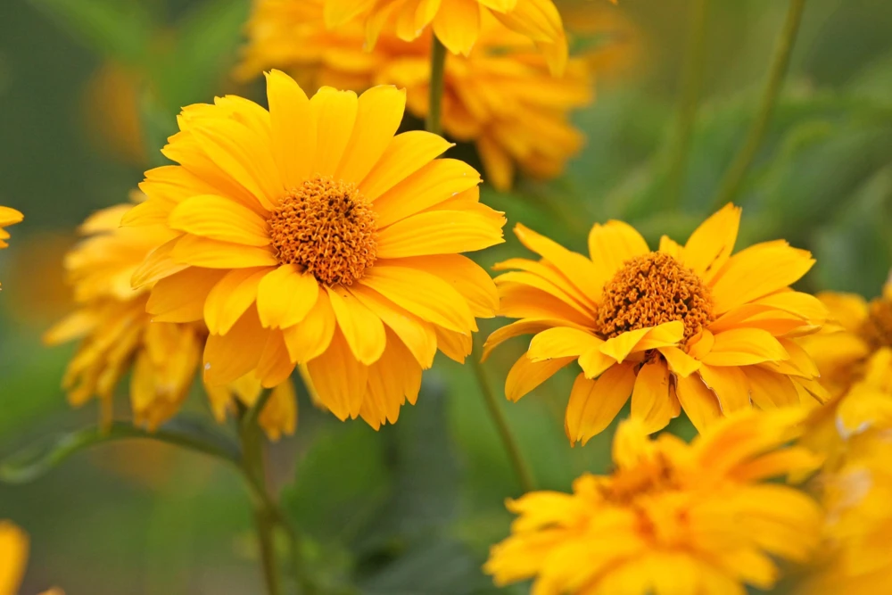 50 Yellow Heliopsis Scabra False Sunflower Seeds - Summer Sun Flower Seeds - Image 2