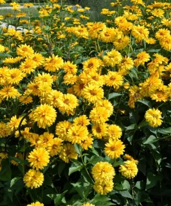 50 Yellow Heliopsis Scabra False Sunflower Seeds - Summer Sun Flower Seeds - Image 3