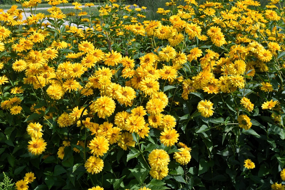 50 Yellow Heliopsis Scabra False Sunflower Seeds - Summer Sun Flower Seeds - Image 3