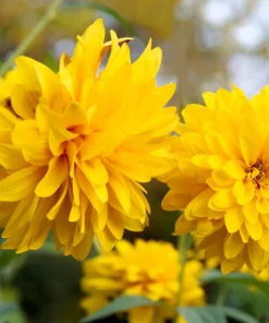 50 Yellow Heliopsis Scabra False Sunflower Seeds - Summer Sun Flower Seeds - Image 4