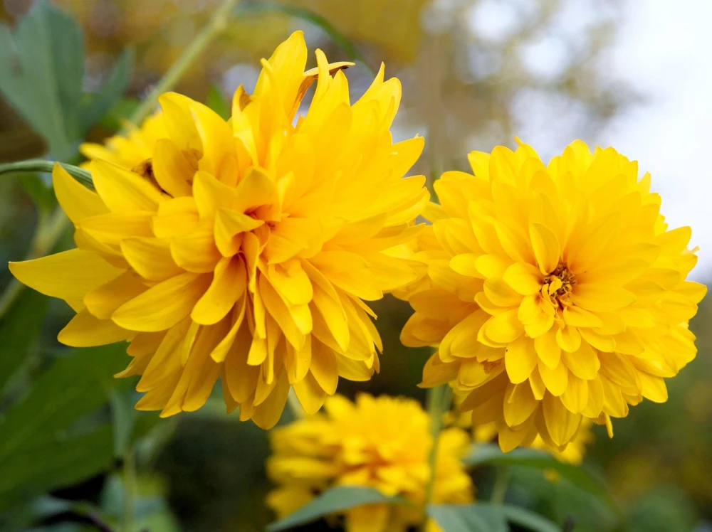 50 Yellow Heliopsis Scabra False Sunflower Seeds - Summer Sun Flower Seeds - Image 4