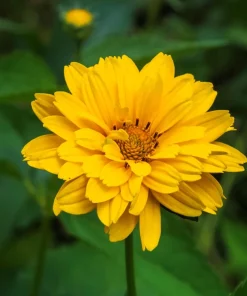 50 Yellow Heliopsis Scabra False Sunflower Seeds - Summer Sun Flower Seeds - Image 5