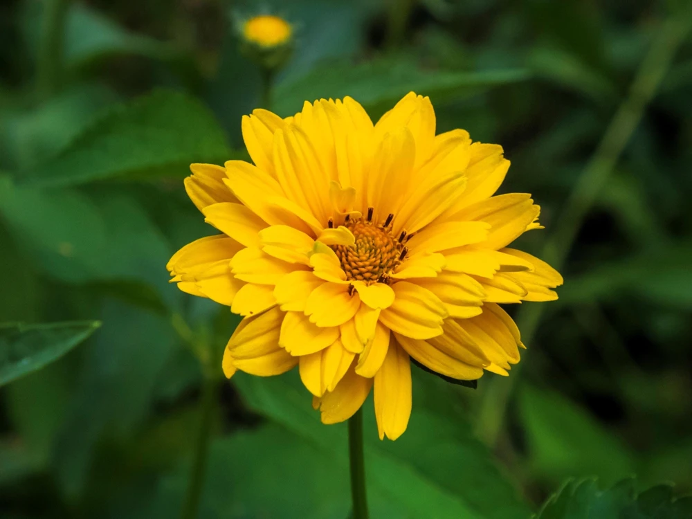 50 Yellow Heliopsis Scabra False Sunflower Seeds - Summer Sun Flower Seeds - Image 5