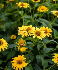 50 Yellow Heliopsis Scabra False Sunflower Seeds - Summer Sun Flower Seeds - Image 6