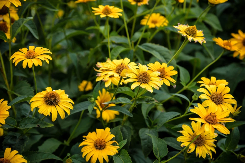 50 Yellow Heliopsis Scabra False Sunflower Seeds - Summer Sun Flower Seeds - Image 6