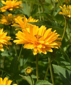 50 Yellow Heliopsis Scabra False Sunflower Seeds - Summer Sun Flower Seeds - Image 7