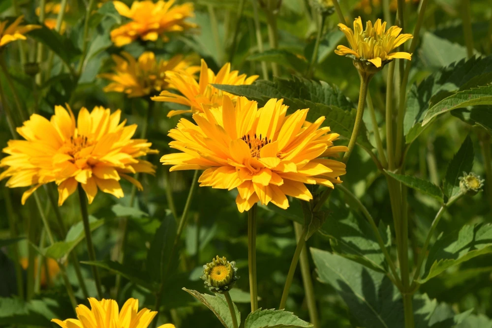 50 Yellow Heliopsis Scabra False Sunflower Seeds - Summer Sun Flower Seeds - Image 7