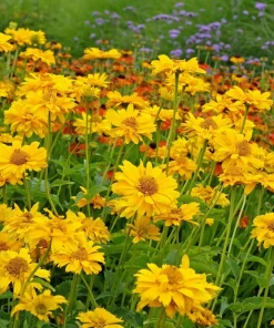 50 Yellow Heliopsis Scabra False Sunflower Seeds - Summer Sun Flower Seeds - Image 8