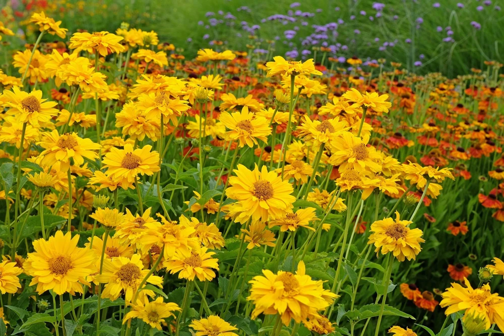 50 Yellow Heliopsis Scabra False Sunflower Seeds - Summer Sun Flower Seeds - Image 8