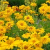 50 Yellow Heliopsis Scabra False Sunflower Seeds - Summer Sun Flower Seeds - Image 1