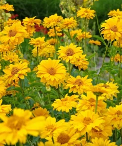 50 Yellow Heliopsis Scabra False Sunflower Seeds - Summer Sun Flower Seeds - Image 1