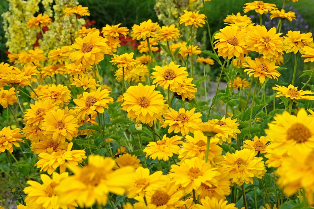 50 Yellow Heliopsis Scabra False Sunflower Seeds - Summer Sun Flower Seeds - Image 1