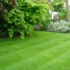 50 Zenith Zoysia Grass Plugs - Live Plant for Lawns, Cold & Heat Tolerant - Image 1