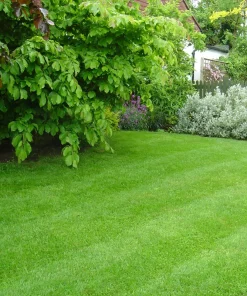 50 Zenith Zoysia Grass Plugs - Live Plant for Lawns, Cold & Heat Tolerant - Image 1