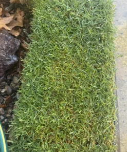 50 Zenith Zoysia Grass Plugs - Live Plant for Lawns, Cold & Heat Tolerant - Image 3