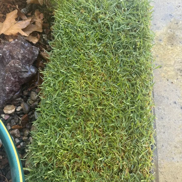 50 Zenith Zoysia Grass Plugs - Live Plant for Lawns, Cold & Heat Tolerant - Image 3