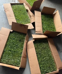 50 Zenith Zoysia Grass Plugs - Live Plant for Lawns, Cold & Heat Tolerant - Image 4