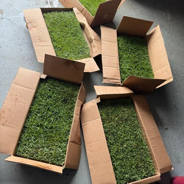 50 Zenith Zoysia Grass Plugs - Live Plant for Lawns, Cold & Heat Tolerant - Image 4