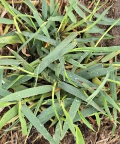 50 Zenith Zoysia Grass Plugs - Live Plant for Lawns, Cold & Heat Tolerant - Image 5