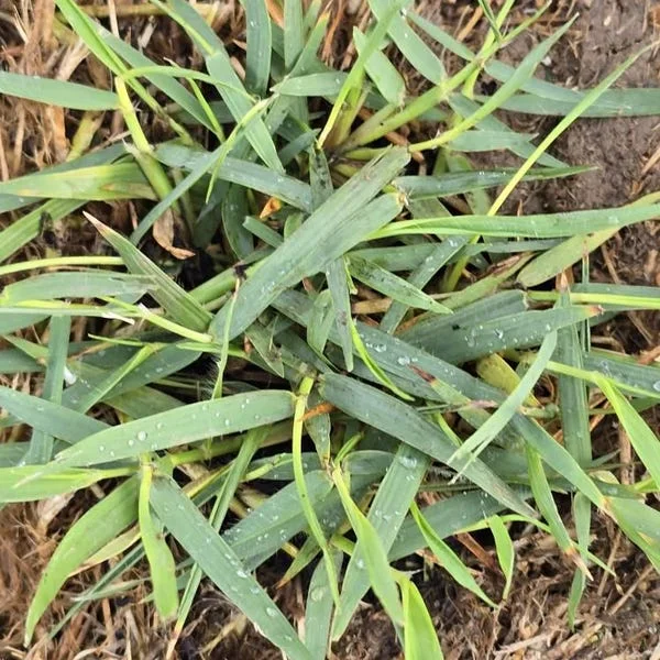 50 Zenith Zoysia Grass Plugs - Live Plant for Lawns, Cold & Heat Tolerant - Image 5