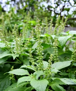 500 Clove Basil Seeds – Ocimum Basilicum Herb Seeds – Aromatic Culinary Herb - Image 2