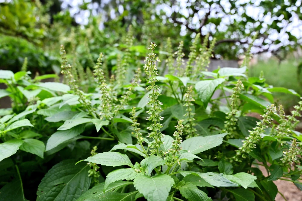 500 Clove Basil Seeds – Ocimum Basilicum Herb Seeds – Aromatic Culinary Herb - Image 2