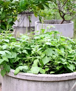 500 Clove Basil Seeds – Ocimum Basilicum Herb Seeds – Aromatic Culinary Herb - Image 3