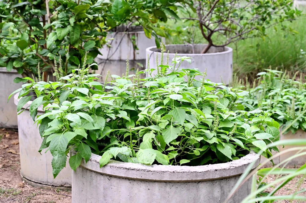 500 Clove Basil Seeds – Ocimum Basilicum Herb Seeds – Aromatic Culinary Herb - Image 3