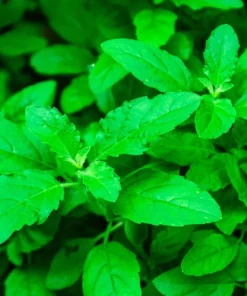 500 Clove Basil Seeds – Ocimum Basilicum Herb Seeds – Aromatic Culinary Herb - Image 4