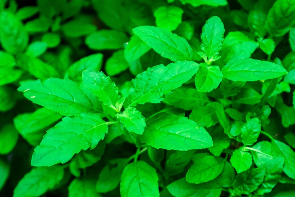 500 Clove Basil Seeds – Ocimum Basilicum Herb Seeds – Aromatic Culinary Herb - Image 4